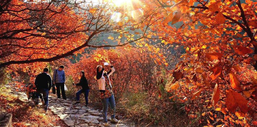 【临朐】官护山景区门票 网红桥 彩红滑道成人票