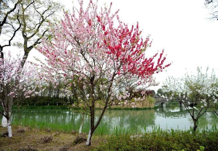 【苏州太湖国家湿地公园】仅28元抢太湖国家湿地公园门票，，踏着春光  沐浴在浪漫的樱花“雨”里  如梦似幻~  简直美！翻！啦！
