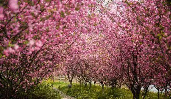 【苏州太湖国家湿地公园】仅28元抢太湖国家湿地公园门票，，踏着春光  沐浴在浪漫的樱花“雨”里  如梦似幻~  简直美！翻！啦！