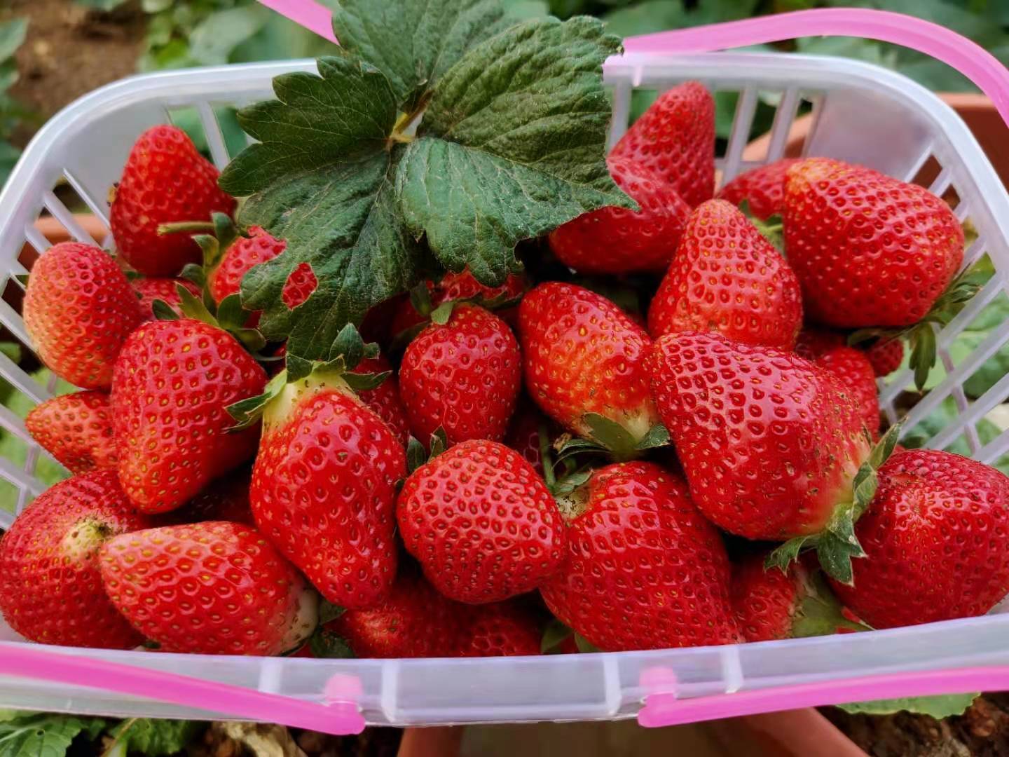 【宝安·亲子采摘】草莓季来了~ 29.9元抢1大1小法兰地草莓采摘亲子门票！