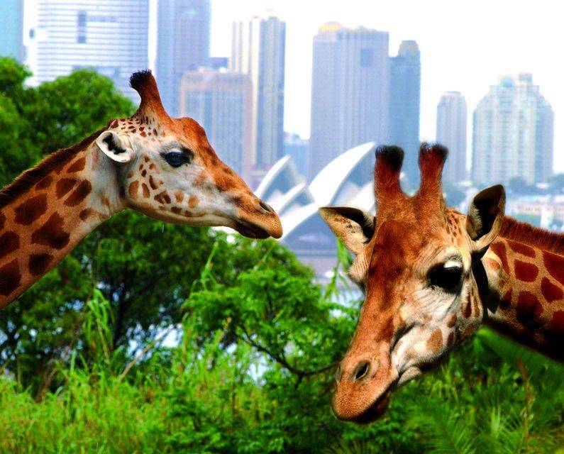 澳大利亚 悉尼塔隆加西部平原动物园 taronga western