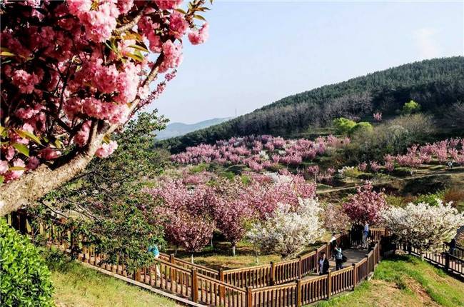 203高地 【203樱花散客票抢购】27元抢购大连旅顺203景区/樱花园成人