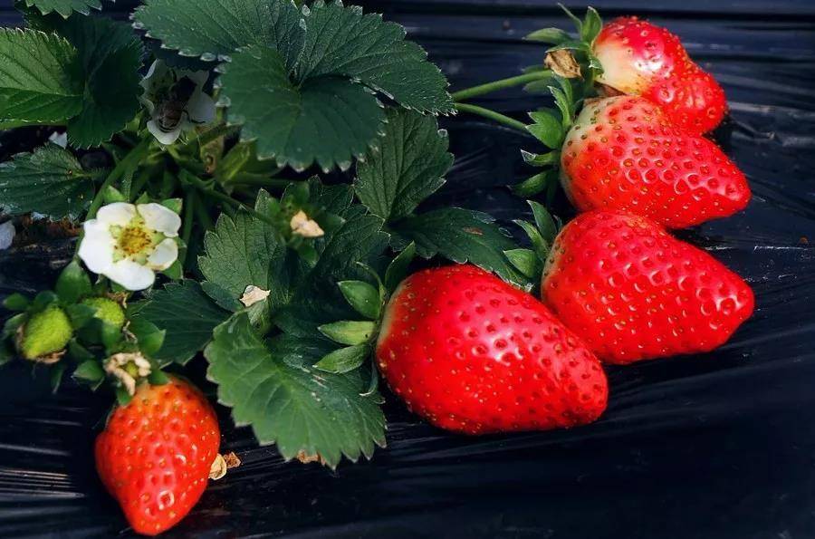 【上海】20.9元抢草莓采摘1大1小亲子套餐！“莓”好新年！从一场草莓采摘开始吧！还可以带走1斤哟~
