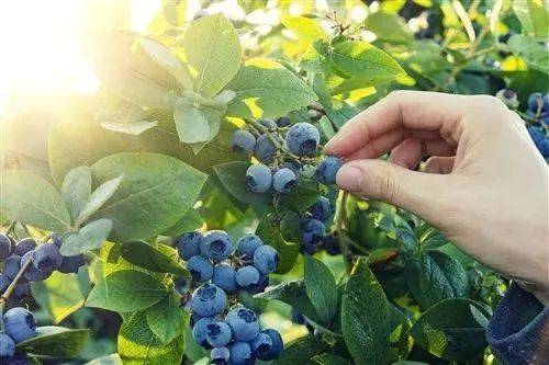 【上海蓝莓文化体验园】48元1大1小蓝莓畅吃！魔都这家网红蓝莓采摘地，蓝莓可以采摘畅吃，一步踏上水果鄙视链顶端，不来你就out了！！！