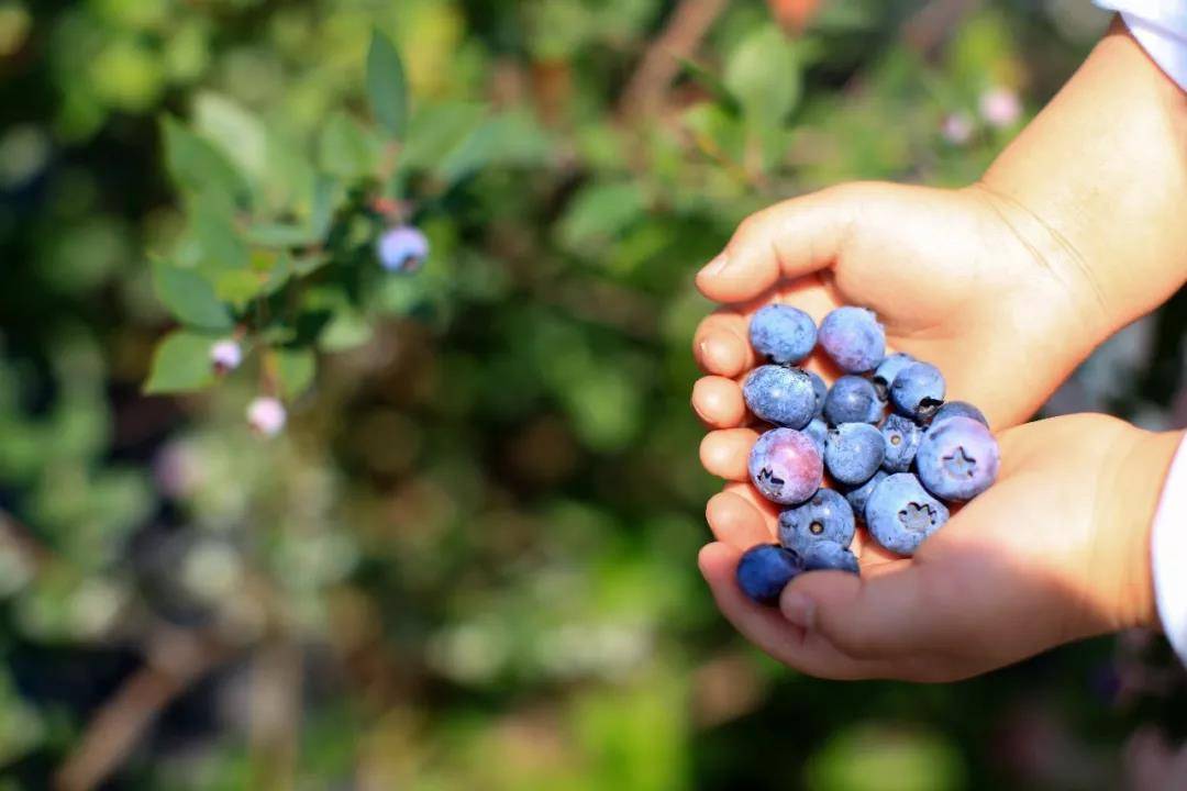 【上海蓝莓文化体验园】88元2大1小蓝莓畅吃！魔都这家网红蓝莓采摘地，蓝莓可以采摘畅吃，一步踏上水果鄙视链顶端，不来你就out了！！！