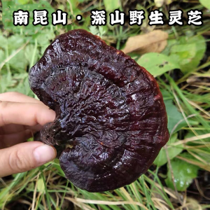 【惠州.酒店】享私家天然温泉,仅999!碧桂园南昆山大观6-7房别墅,轻奢风客厅、后花园、麻将、KTV、烧烤~入住赠送烧鸡一只、野生灵芝体验装~(售卖时间至:2021.2.28)