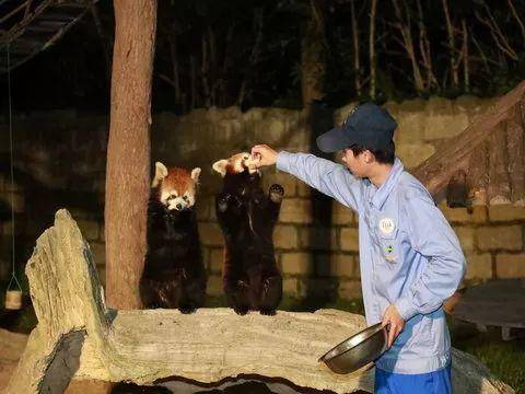 【上海】史上最低！上海野生动物园夜场特惠 （第一波29.9元大小同价）