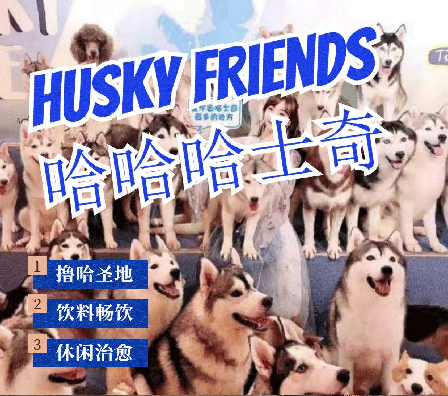 【南山·休闲】撸哈圣地！98元抢198元『Husky friends哈哈哈士奇』入场门票1张：进店不限时撸宠+饮品全场畅饮！体验被二哈包围的幸福~