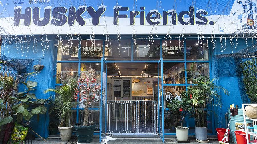 【南山·休闲】撸哈圣地！98元抢198元『Husky friends哈哈哈士奇』入场门票1张：进店不限时撸宠+饮品全场畅饮！体验被二哈包围的幸福~