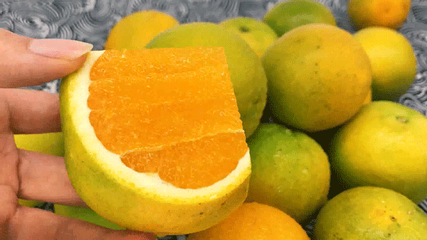 【全国包邮】自家果园现摘现发！夏天独一份的秭归夏橙清甜上线~