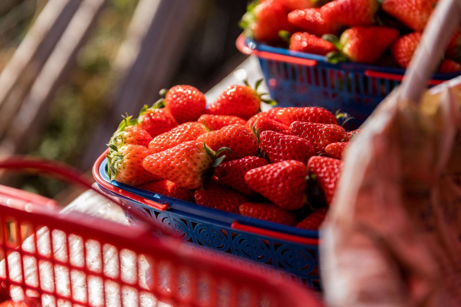 【光明区·草莓采摘】29.9元抢40元『章阁绿道草莓园』2大2小采摘套票+赠1斤草莓；与大自然零距离接触！