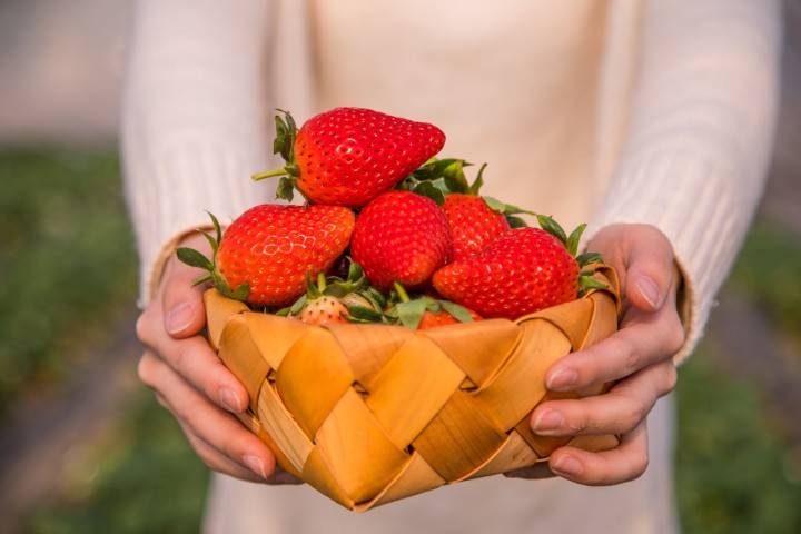 【光明区·草莓采摘】29.9元抢40元『章阁绿道草莓园』2大2小采摘套票+赠1斤草莓；与大自然零距离接触！