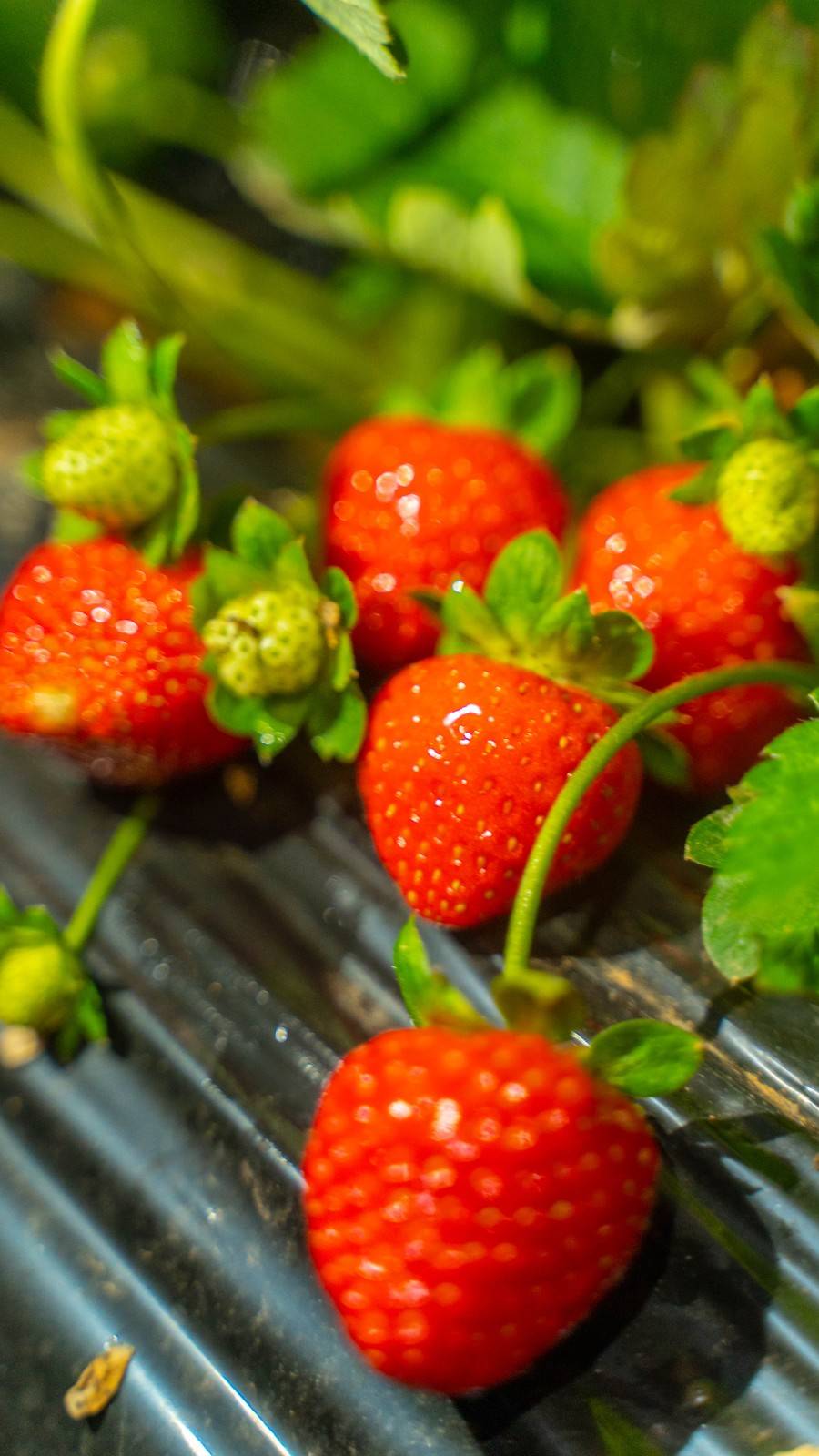 【光明·亲子】周末节假日通用！26.9元抢『富强草莓水果蔬菜采摘园』：两大两小草莓采摘+带走一斤有机草莓；新的一年即将来到，“莓”有烦恼！