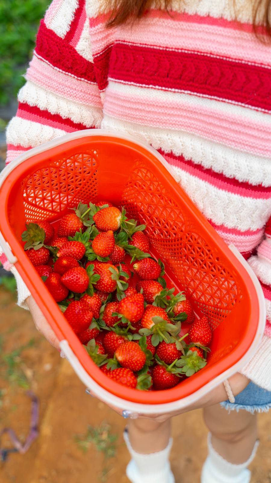 【光明·亲子】周末节假日通用！26.9元抢『富强草莓水果蔬菜采摘园』：两大两小草莓采摘+带走一斤有机草莓；新的一年即将来到，“莓”有烦恼！