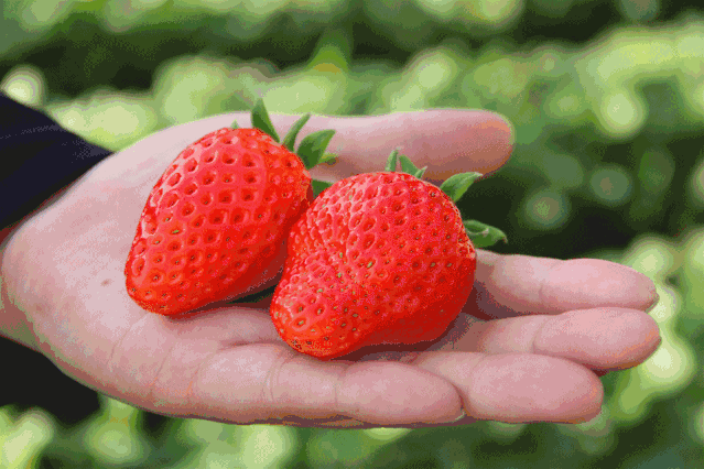 可带走2斤奶油草莓【绿色有机草莓采摘园】49.9元抢门市价70元两大一小或者3人门票