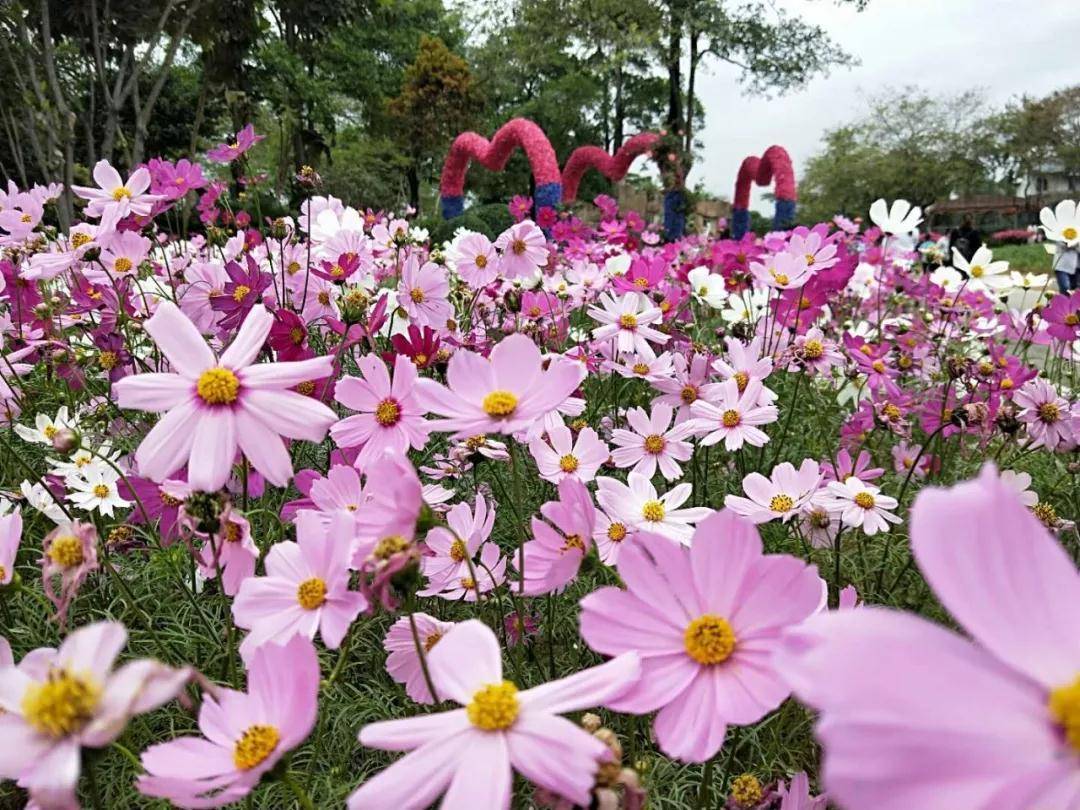 【东莞·梦幻百花洲】打卡东莞醉美·花海,怎样拍都美