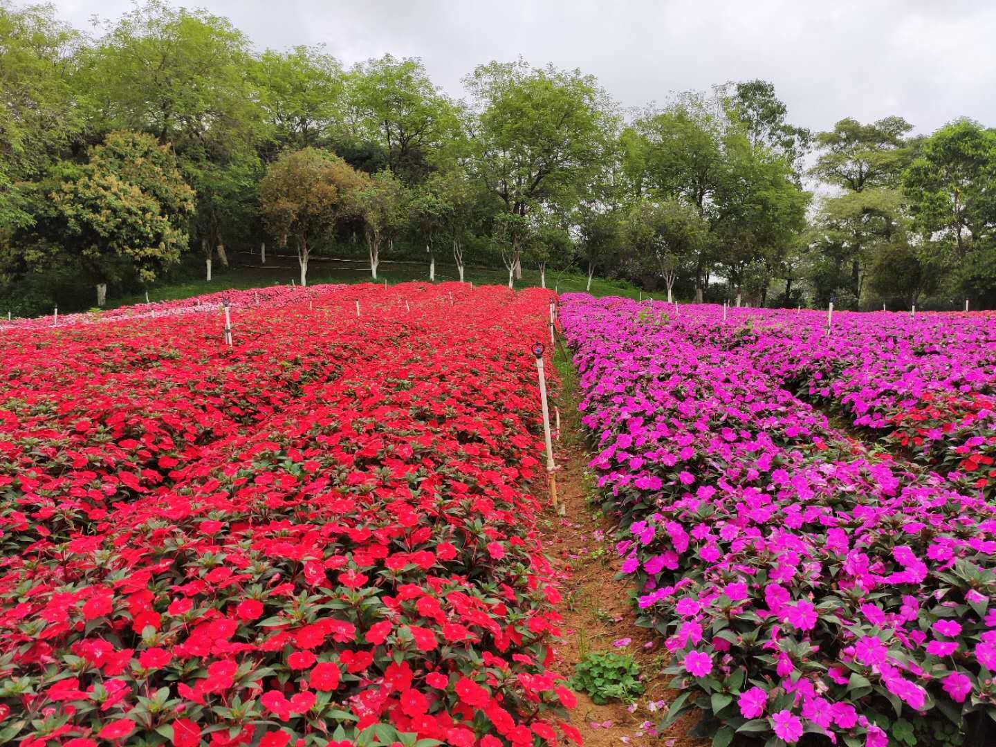 【已开园】松山湖梦幻百花洲就要开园啦！79.9元秒杀梦幻百花洲1大2小风筝套票（含风筝）！园区各式花海！春暖花开，放飞你我，千亩花海满足视觉享受~