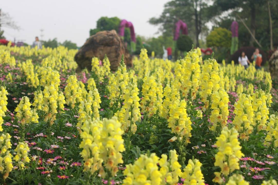 【东莞爆品】松山湖梦幻百花洲万花齐放!79.