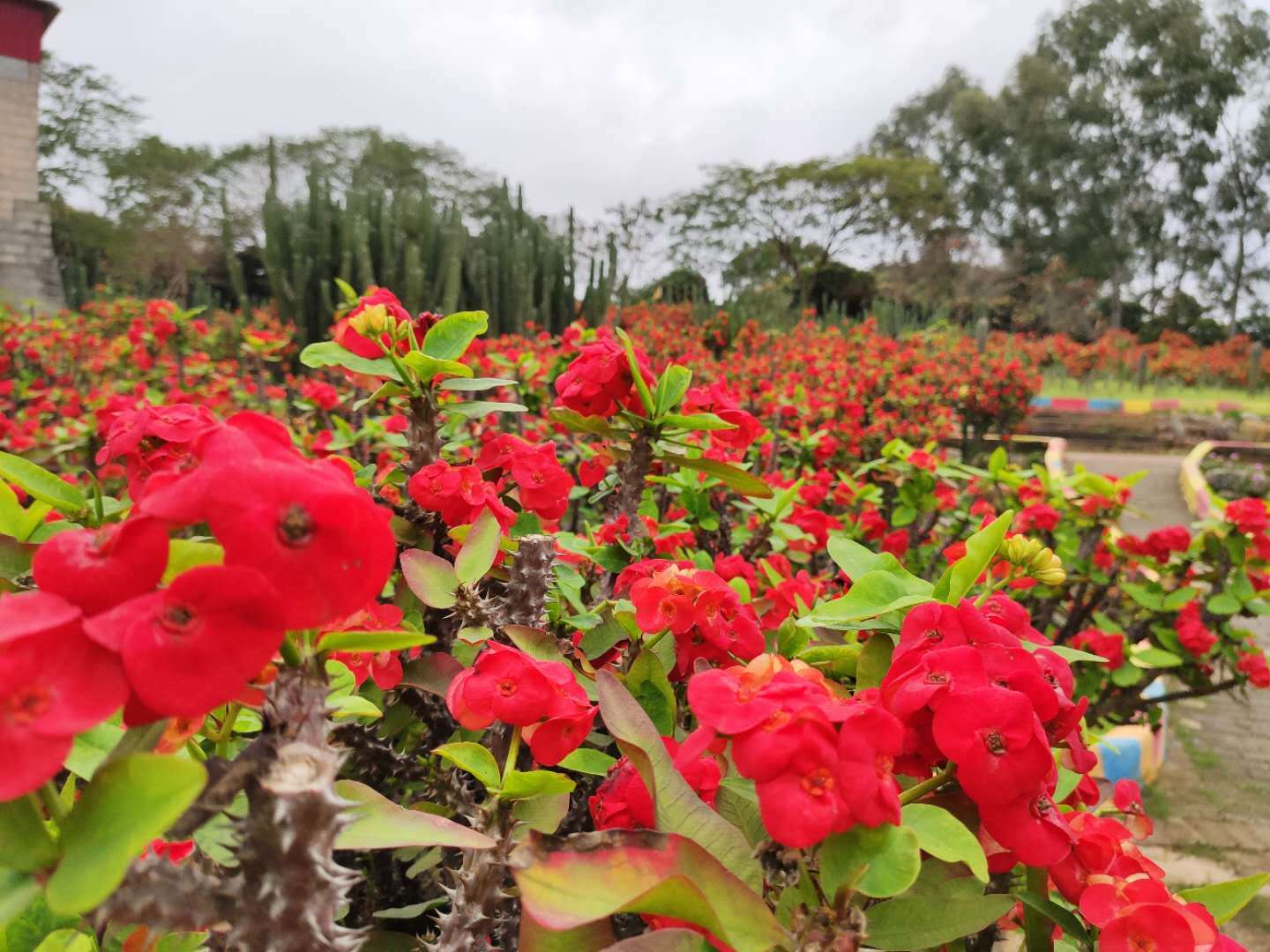 【东莞爆品】松山湖梦幻百花洲万花齐放!79.