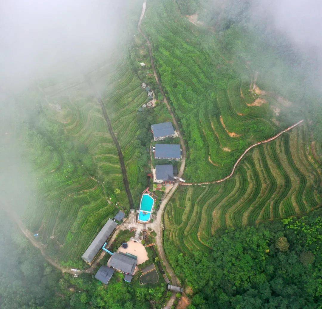 清远连山皇后山茶庄园800米高山汤泉泳池茶园彩红天梯天空之镜采茶