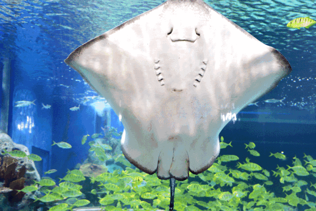 来吉源海立方,满足你看海的愿望 浪漫大堡礁 / 情定珊瑚海 / 玻璃海底