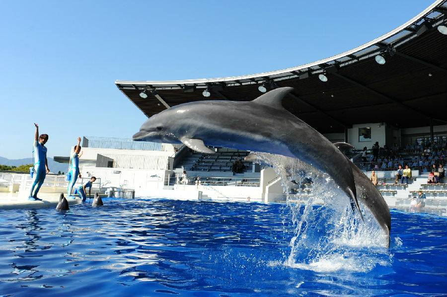 免打印/快速出票 日本京都水族馆门票 观看海豚表演/企鹅喂食秀
