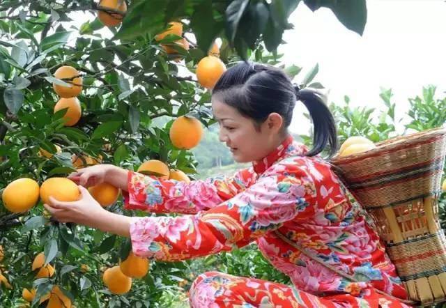 【预售】江门新会甜橙采摘+5斤甜橙4人套餐49.9元（预售B产品，有效期至2020年11月30日）