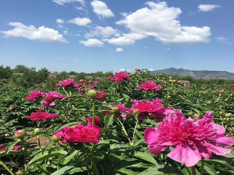 北京妫州牡丹园赏花游园活动开幕啦!仅35.
