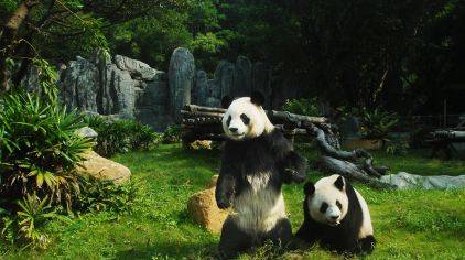 9元起抢深圳野生动物园夜场门票,白天逛动物园太热?