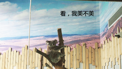 【南京】动物也“疯狂”，19.9元超值抢红山森林动物园圣诞元旦限量特惠票，数量有限抢完升价！