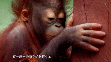 【南京】动物也“疯狂”，19.9元超值抢红山森林动物园圣诞元旦限量特惠票，数量有限抢完升价！