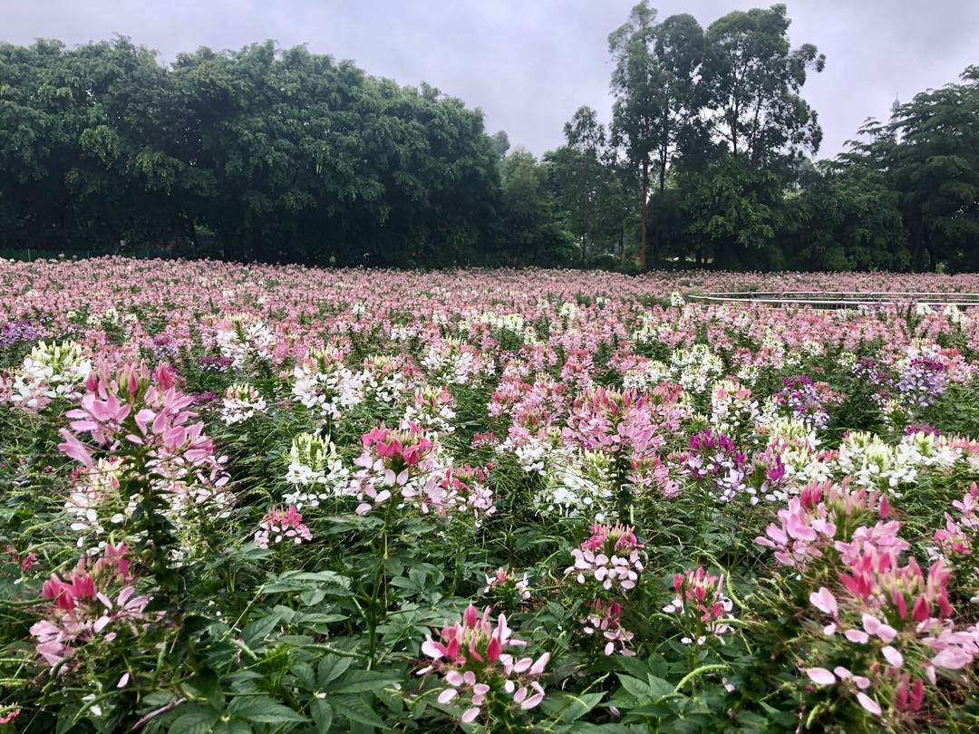 【东莞】两大两小松山湖梦幻百花洲暑假特惠，仅需99元，畅玩冰雪乐园，儿童戏水，侏罗纪恐龙文化节，12项机动游戏等，暑期必购！