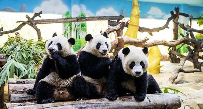 【广州长隆野生动物世界年卡福利】480儿童普通卡（1-1.5米），购买后一个月内激活。