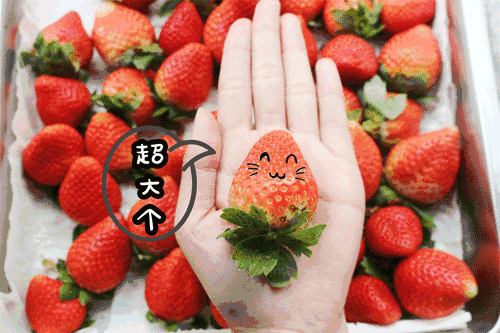 【佛山·里水】春节可用~周末不加收~草莓季来袭，怎么不去摘草莓！19.9元限时抢购康师傅牛奶草莓2大2小亲子草莓套票~送自摘草莓1斤~
