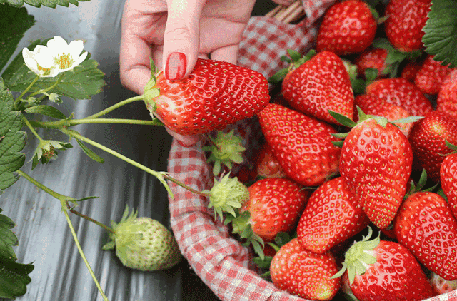 【佛山~南海区】19.9元抢购2大2小家庭套票，赠送一斤草莓！草莓当季的季节，赶紧带上家人一起来体验采摘的乐趣！