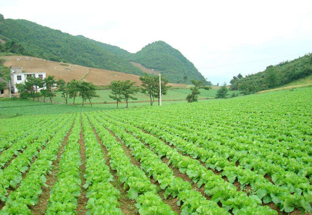 深圳299元6斤蔬菜采摘2大2小石磨豆浆农耕体检在菜博士现代农业产业园