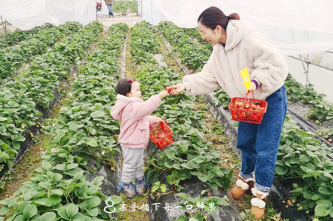 【广州】2020广州版水果护照重磅登场！299元秒杀价值1700多元的全家采摘神器！30家果园，7次任吃，免费带走26斤水果！还有亲子活动哟！