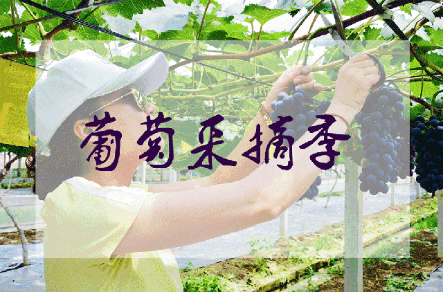 【广州白云】16.8元抢2大1小生态葡萄采摘，送一斤葡萄带走，通用不加价