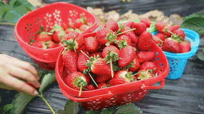 【江苏·苏州】49.9元享苏州未来农林大世界草莓采摘单人周末套餐！！划算、划算、太划算了！这还等啥， 直接下单，收拾出门放风去~~~