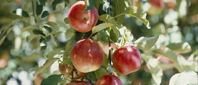 爆卖10万+！陕西膜袋红富士苹果10斤仅需¥39.9，现摘现发，品质如一，好吃到皮都不放过！