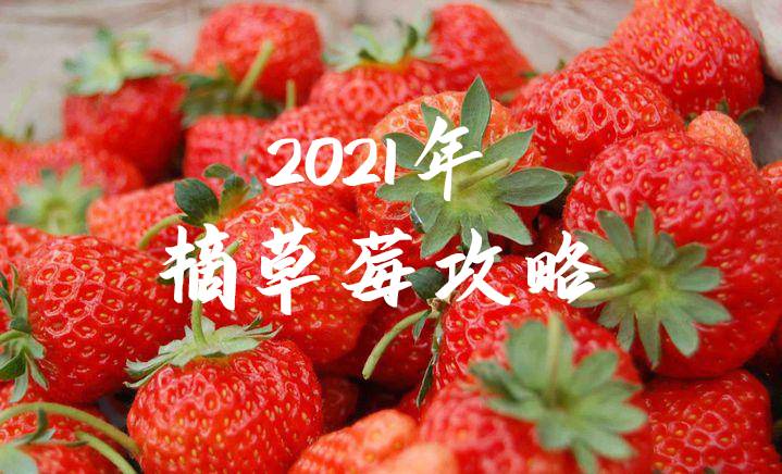 【杭州】约会春天，69.9元限时抢购『金马草莓园』亲子游采摘套餐！摘金牌草莓，3斤草莓免费带走！还有千亩油菜花游览！