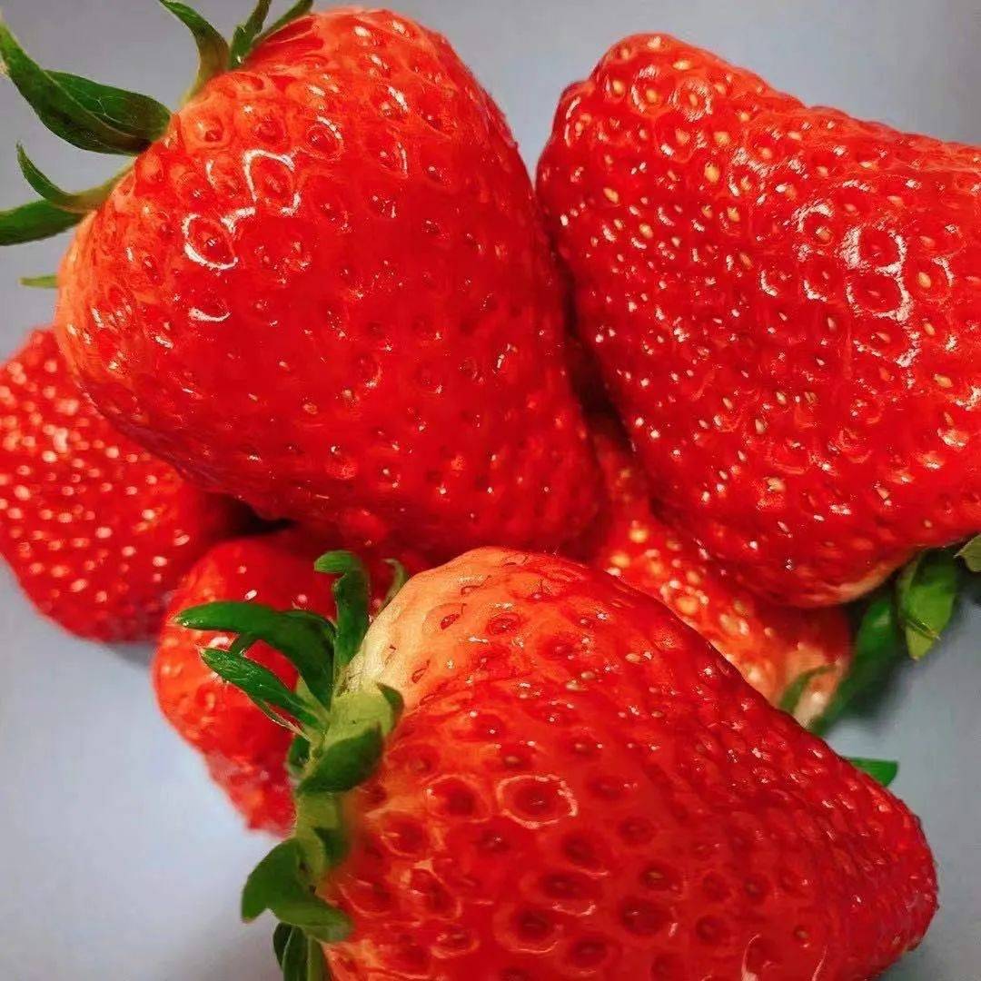 【杭州】约会春天，69.9元限时抢购『金马草莓园』亲子游采摘套餐！摘金牌草莓，3斤草莓免费带走！还有千亩油菜花游览！