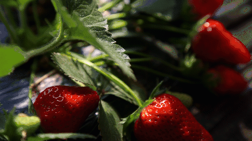 【杭州】约会春天，69.9元抢购『莓好时光草莓园』亲子游采摘套餐！摘金牌草莓，赏千亩油菜花，畅玩一天!还有3斤草莓免费带走！