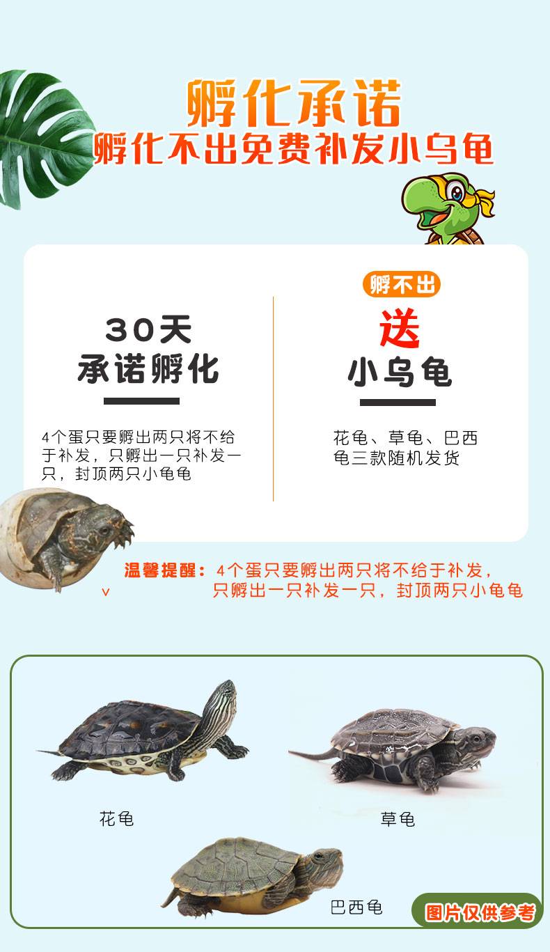 39.9元起抢忍者神龟DIY可孵化乌龟蛋，让孩子体验孵化的乐趣  送给孩子最好的儿童六一节礼物！