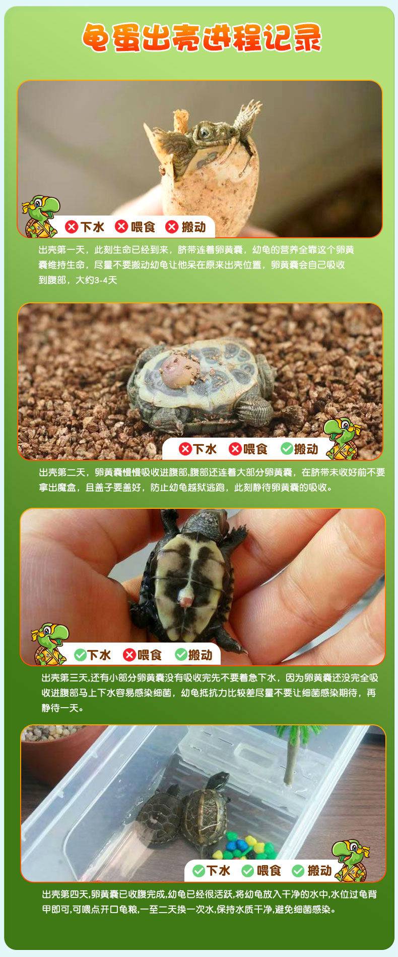 39.9元起抢忍者神龟DIY可孵化乌龟蛋，让孩子体验孵化的乐趣  送给孩子最好的儿童六一节礼物！