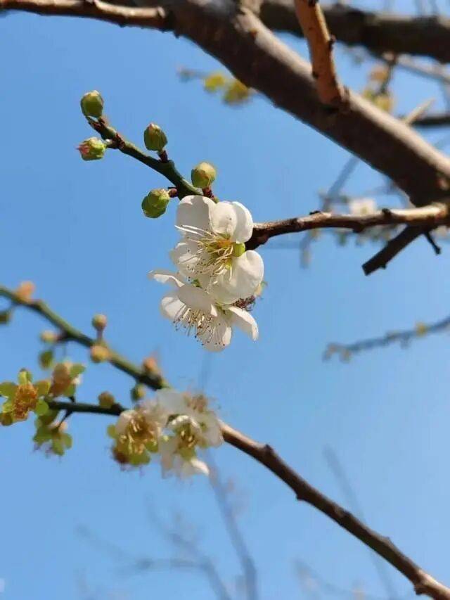 http://qnimg.zowoyoo.com/img/6247575/1789705258781.jpg 图片