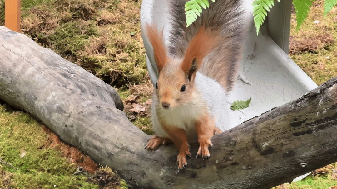 http://qnimg.zowoyoo.com/img/6247575/1791419756010.gif 图片