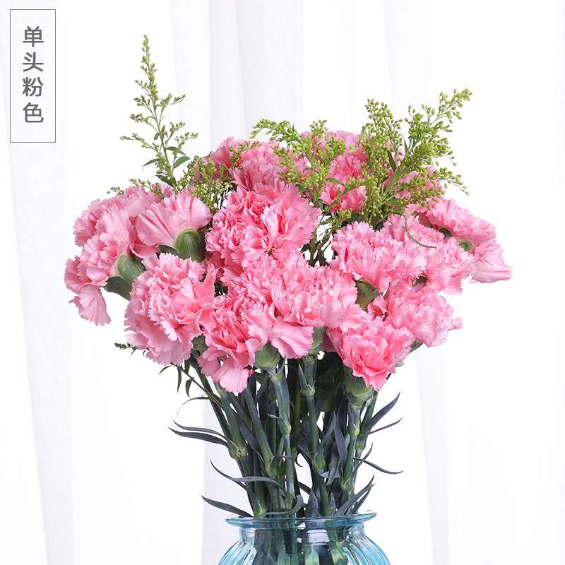 【鲜花】康乃馨20朵39.9元包邮！三月女人节，送妈妈，装饰美家都好看