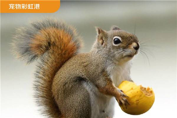 2019年广州百万葵园有哪些好玩的景点?