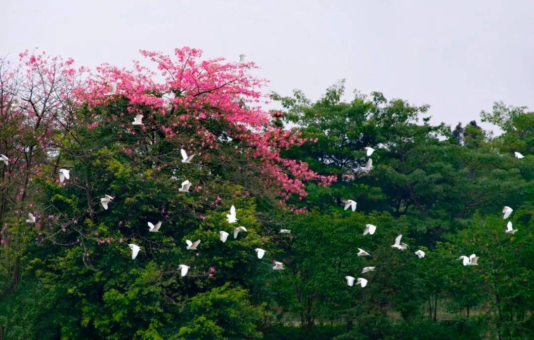 http://qnimg.zowoyoo.com/img/6247575/1770449315210.jpg 图片